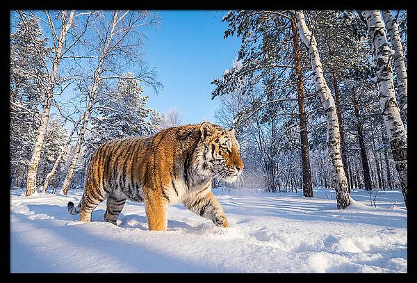 Majestic Tiger Amidst Snow