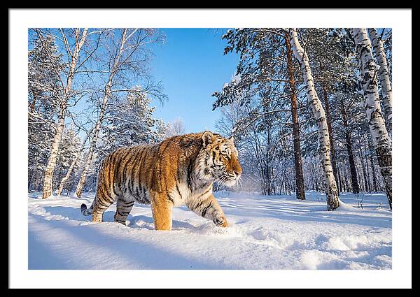 Majestic Tiger Amidst Snow