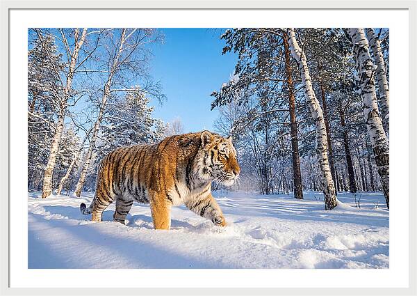 Majestic Tiger Amidst Snow