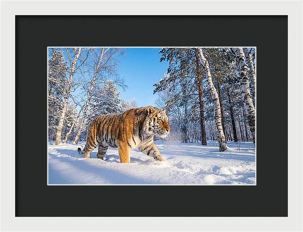 Majestic Tiger Amidst Snow