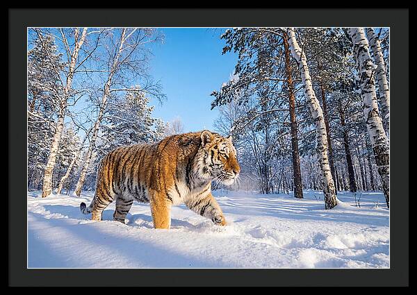 Majestic Tiger Amidst Snow