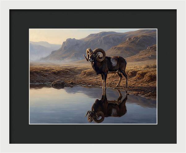 Majestic Urial By The Water