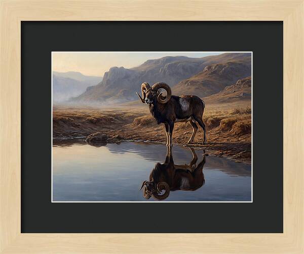 Majestic Urial By The Water