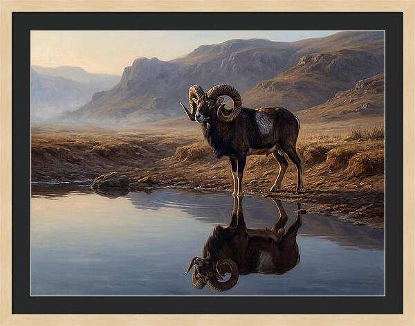 Majestic Urial By The Water
