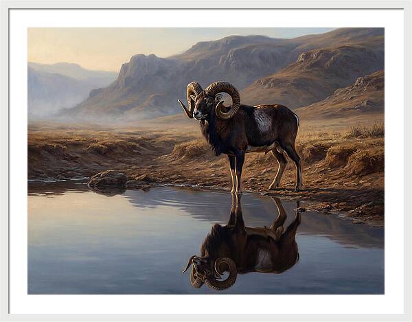 Majestic Urial By The Water