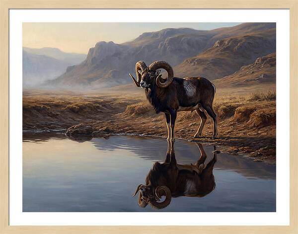 Majestic Urial By The Water