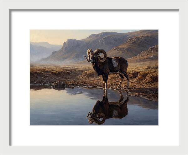 Majestic Urial By The Water