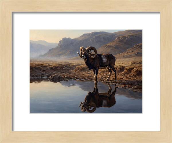 Majestic Urial By The Water