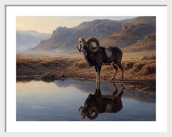 Majestic Urial By The Water