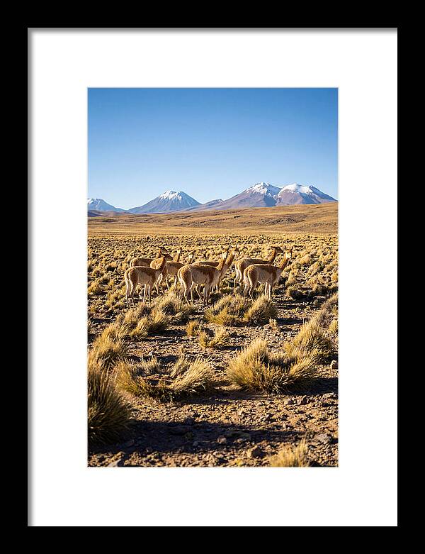 Majestic Vicunas In The Altiplano