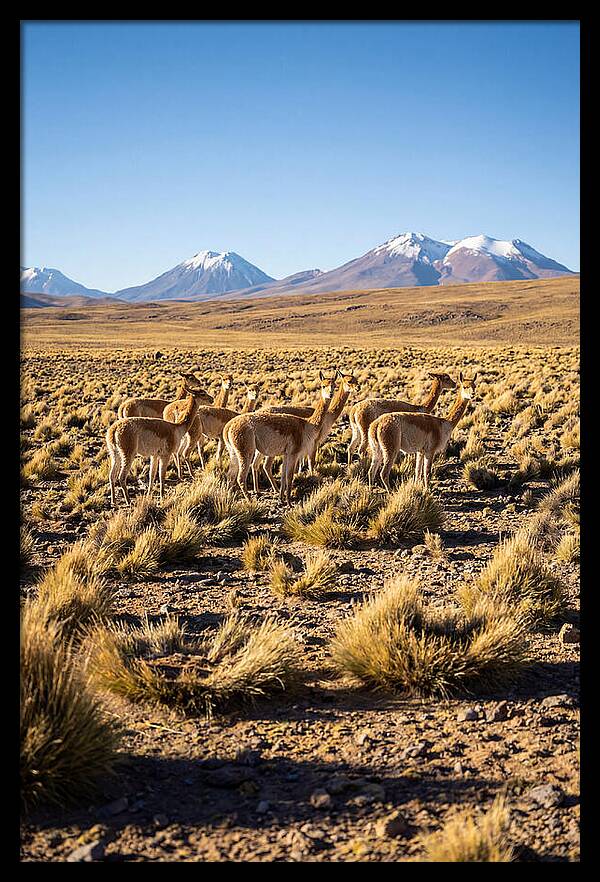Majestic Vicunas In The Altiplano