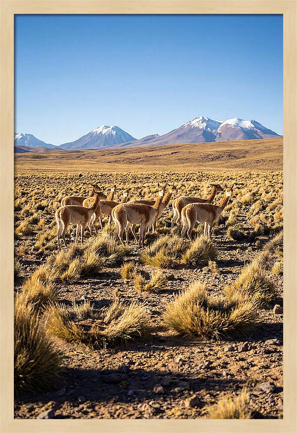 Majestic Vicunas In The Altiplano