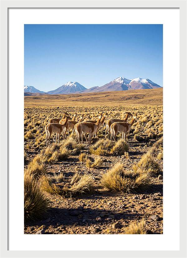 Majestic Vicunas In The Altiplano