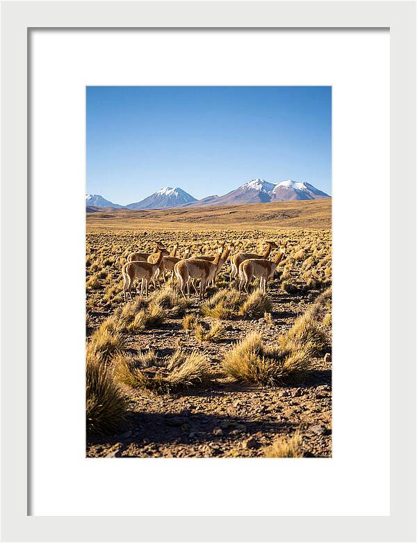 Majestic Vicunas In The Altiplano
