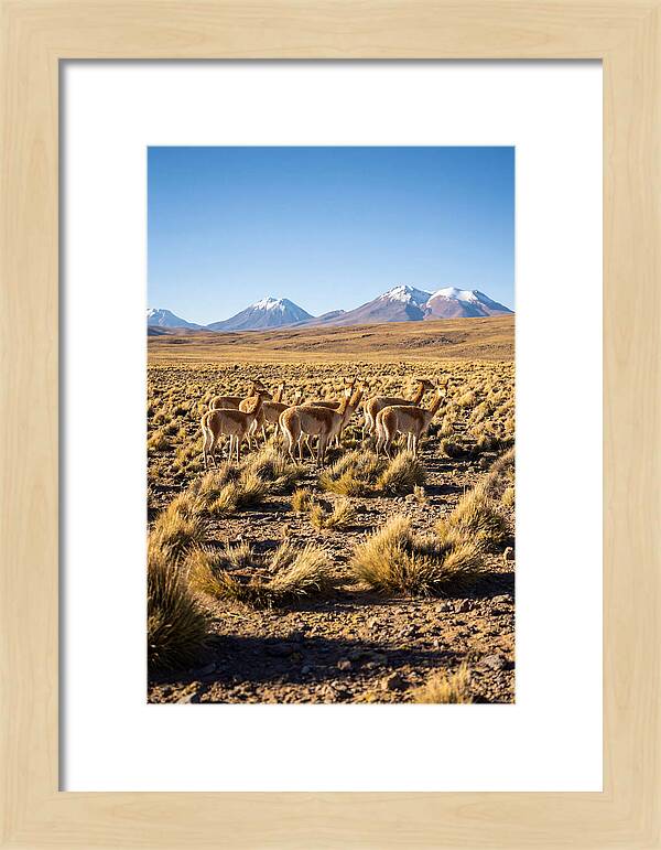 Majestic Vicunas In The Altiplano