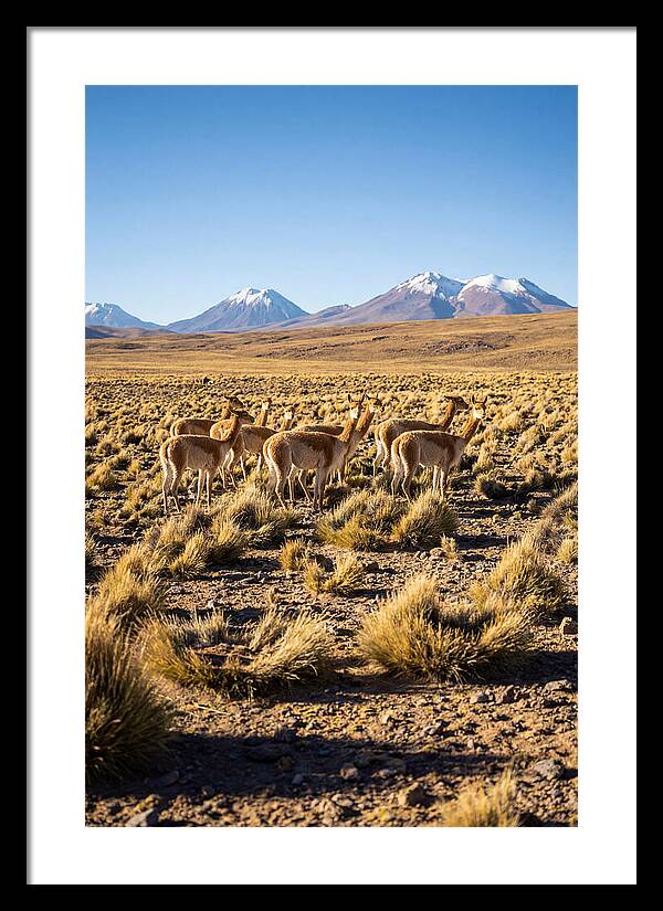 Majestic Vicunas In The Altiplano