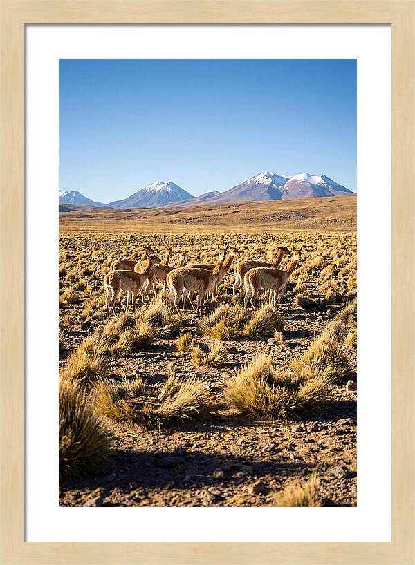 Majestic Vicunas In The Altiplano