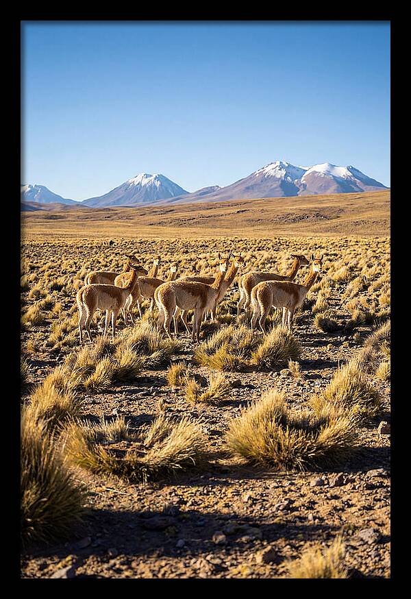 Majestic Vicunas In The Altiplano