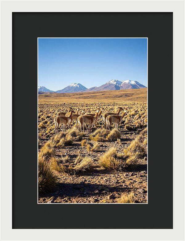 Majestic Vicunas In The Altiplano