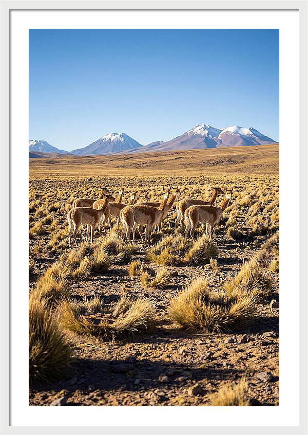 Majestic Vicunas In The Altiplano