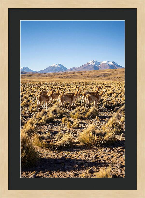 Majestic Vicunas In The Altiplano