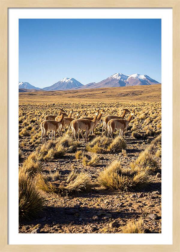 Majestic Vicunas In The Altiplano