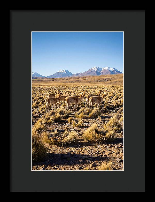 Majestic Vicunas In The Altiplano