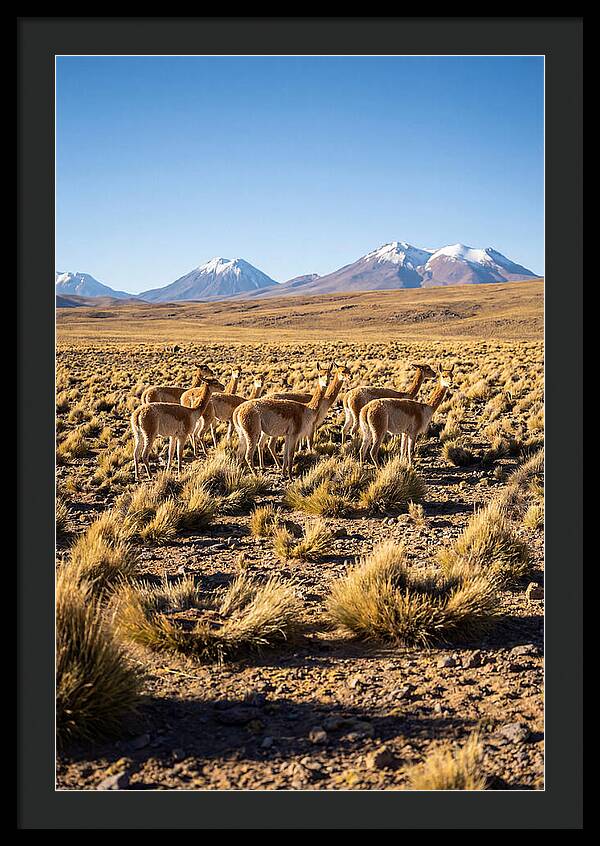 Majestic Vicunas In The Altiplano