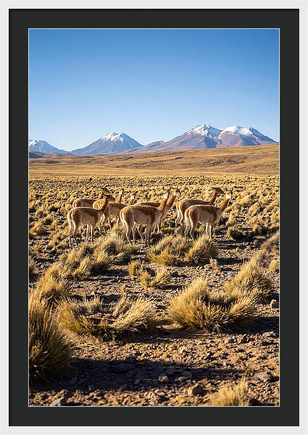Majestic Vicunas In The Altiplano