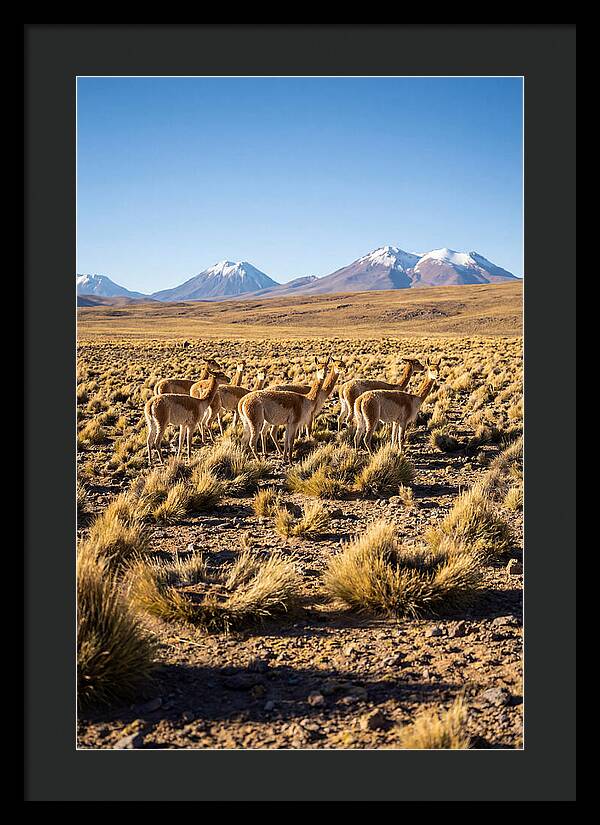 Majestic Vicunas In The Altiplano