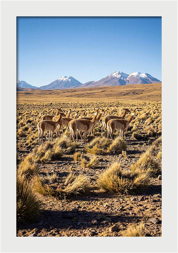 Majestic Vicunas In The Altiplano