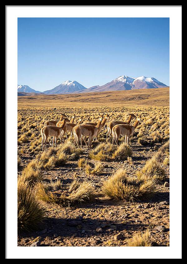 Majestic Vicunas In The Altiplano