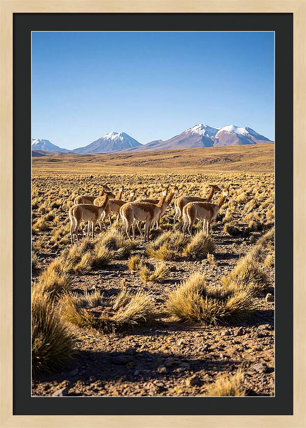 Majestic Vicunas In The Altiplano