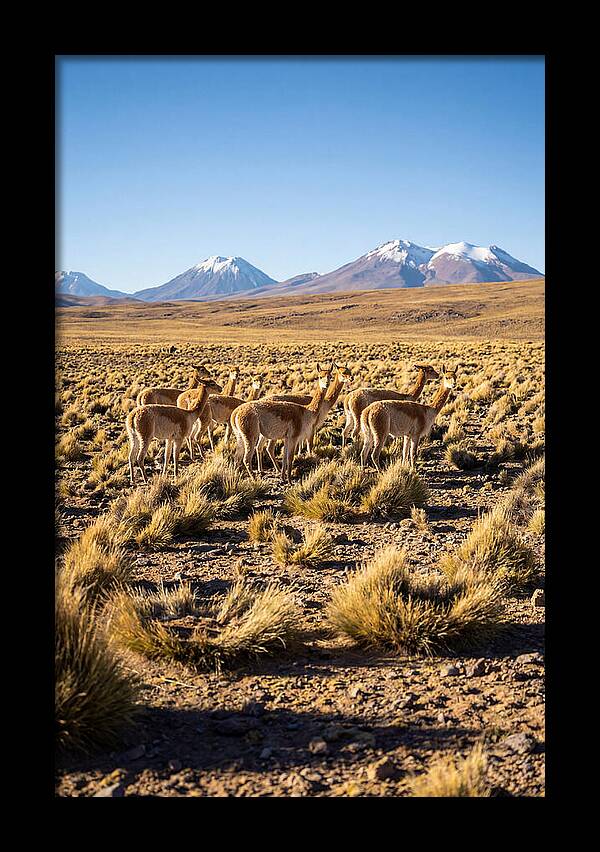 Majestic Vicunas In The Altiplano