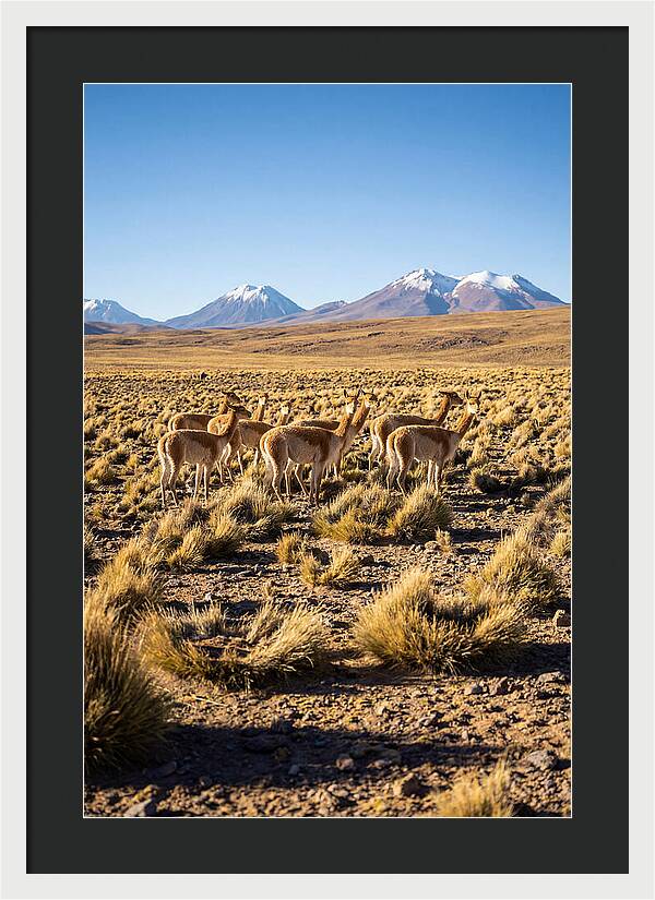 Majestic Vicunas In The Altiplano