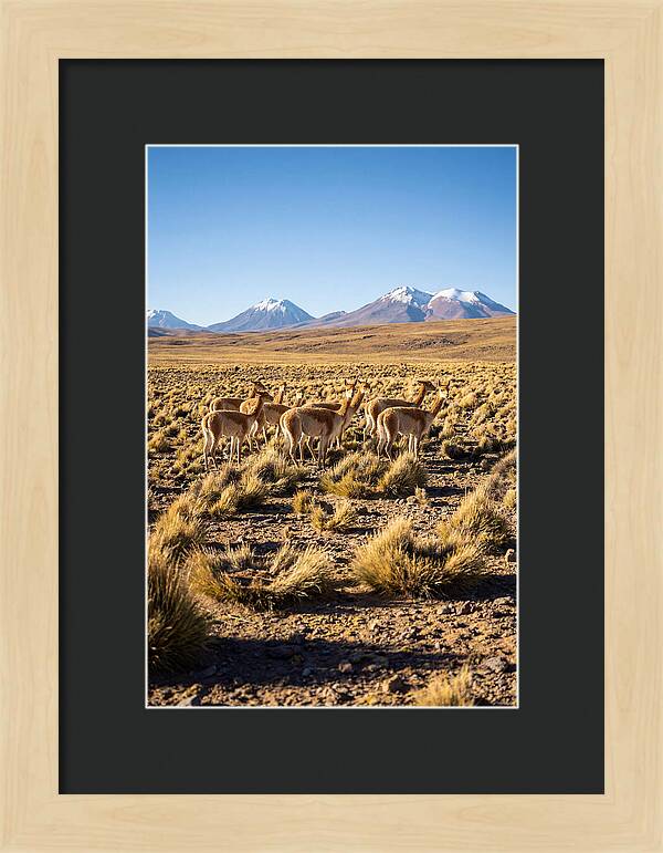 Majestic Vicunas In The Altiplano