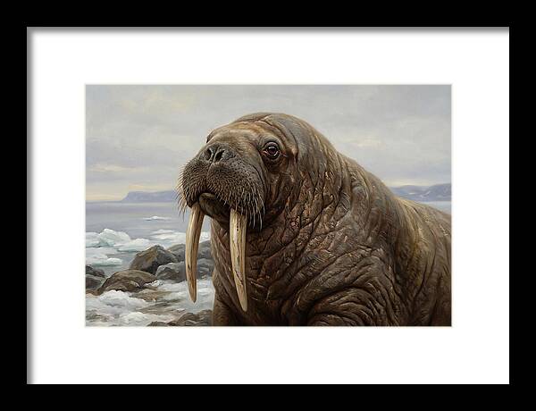 Majestic Walrus Portrait