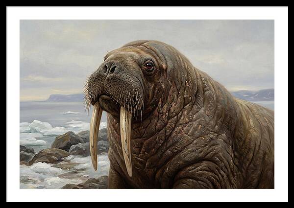 Majestic Walrus Portrait