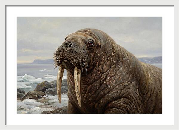 Majestic Walrus Portrait