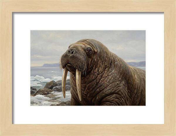 Majestic Walrus Portrait