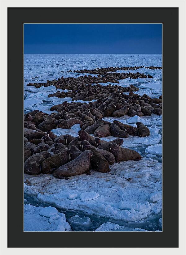 Majestic Walruses On Ice