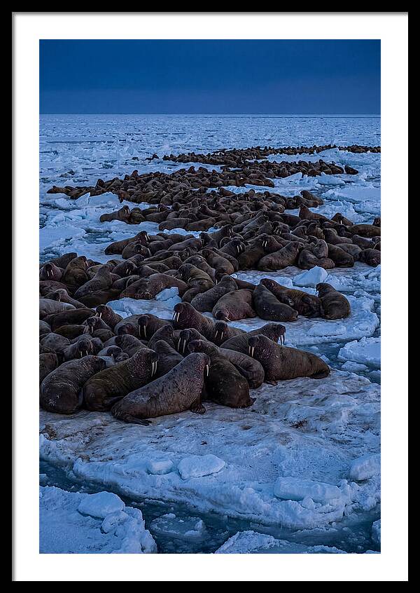 Majestic Walruses On Ice