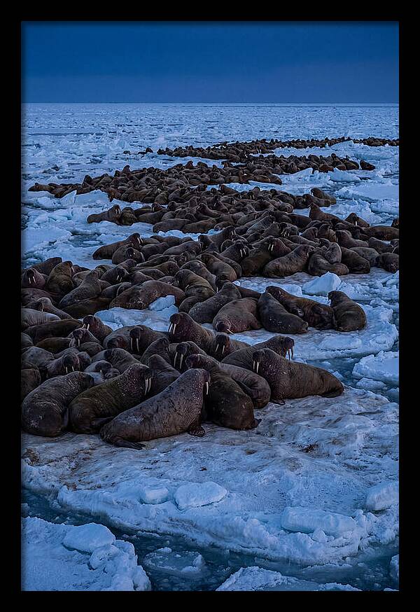 Majestic Walruses On Ice