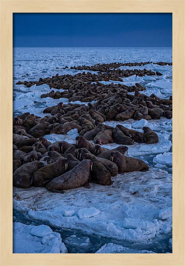 Majestic Walruses On Ice