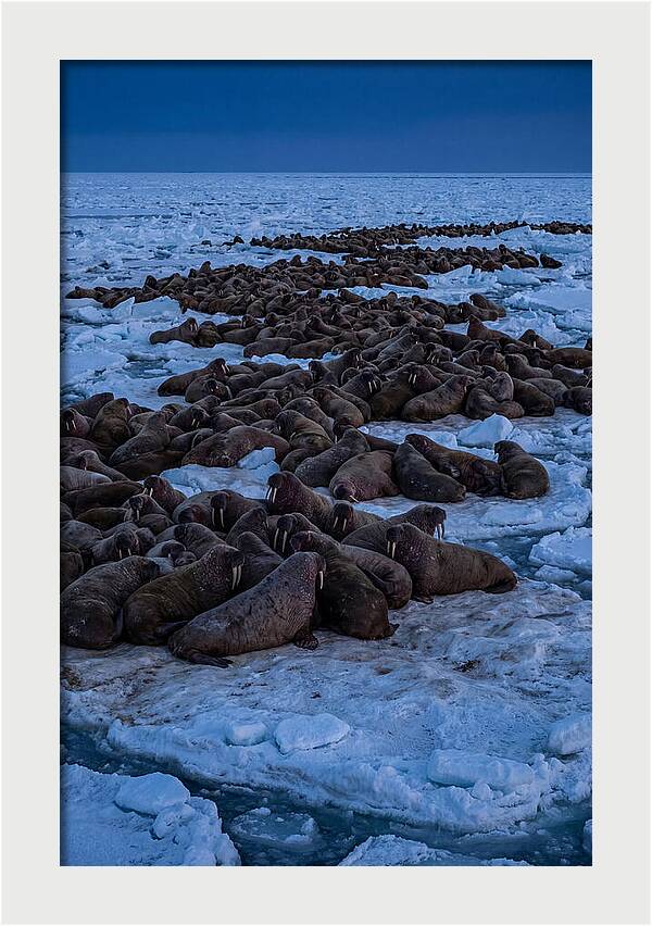 Majestic Walruses On Ice