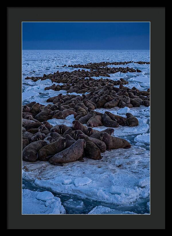 Majestic Walruses On Ice