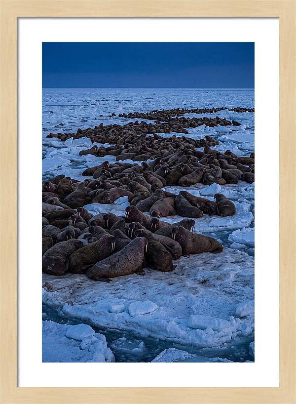Majestic Walruses On Ice