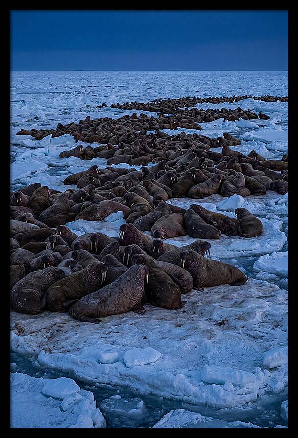 Majestic Walruses On Ice