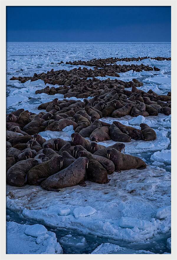 Majestic Walruses On Ice