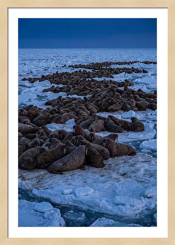 Majestic Walruses On Ice